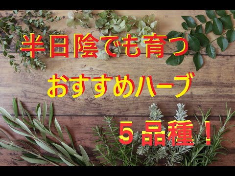 日光の少ないバルコニーや完全な日陰に適した植物は何ですか?トップ 5 とさらにもう少し!  庭園