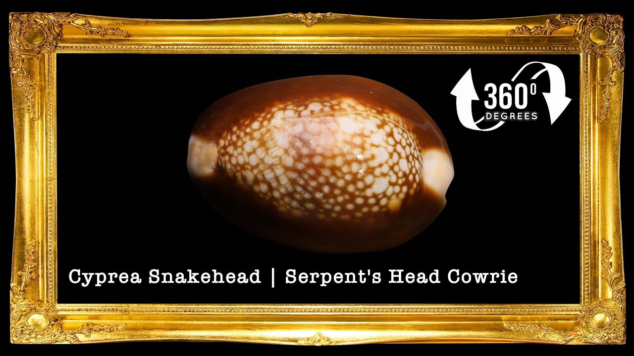 1 Kilo | Sigay | Serpent's Head Cowrie | Seashells | Sea shells