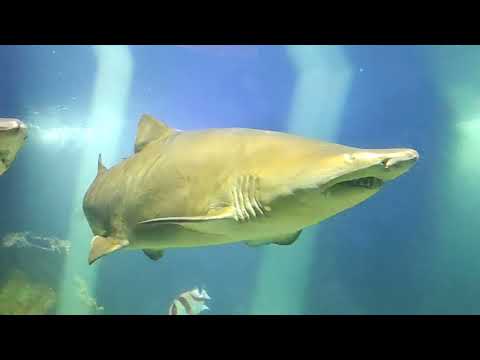 🦈🐧Океанариум в Dingle 🌊🐬🐟🐳