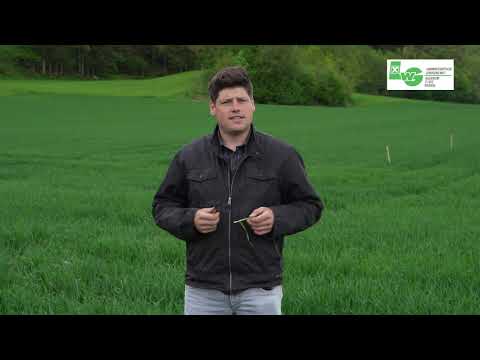 Entwicklung Wintergetreide