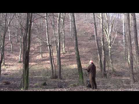 drivjakt 2016 i Ungarn szilvasvarad Driven hunt on wildboar in Hungary Szilvasvarad