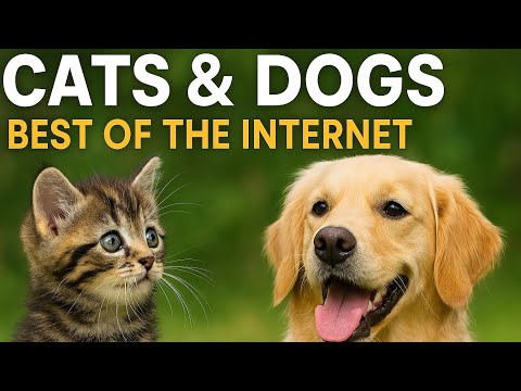 Cats & Dogs: Best of the Internet 🐾 10 Minutes of Pure Joy!