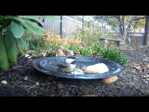 Bird Bath, November 16, 2021