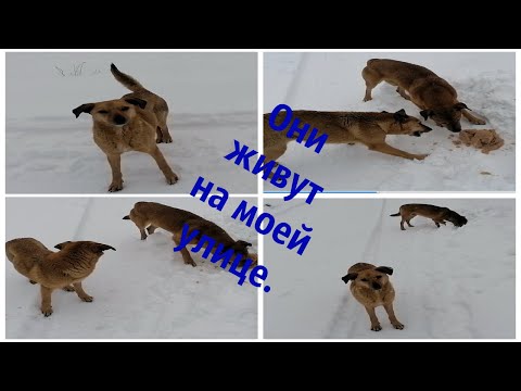 Покормила этих рыжих собачек, дворняжек, без дома.