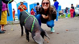 INSANE ANIMAL MARKET | Local Bus to Otavalo, Ecuador - YouTube