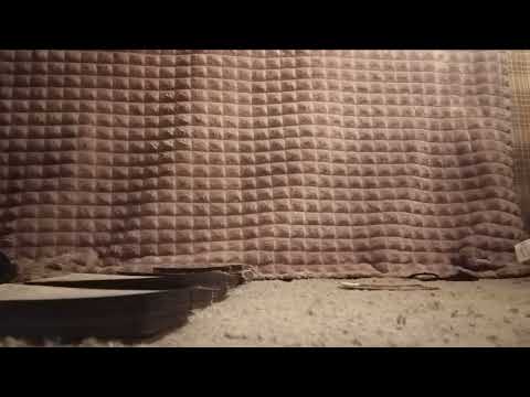 PT1🤴of⚔️DOIN DA BALD🧑‍🦲ONA KID WT INBALANCES N2 IT WT🤴OF🏆OVA💵DA1WHO CALL SUM1BRO IS🚔 ANUBIS WATCHN