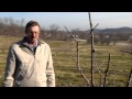 Video preview for Spraying Fruit Trees: Dormant Oil 