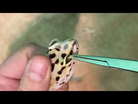 Removing eye caps from leopard gecko