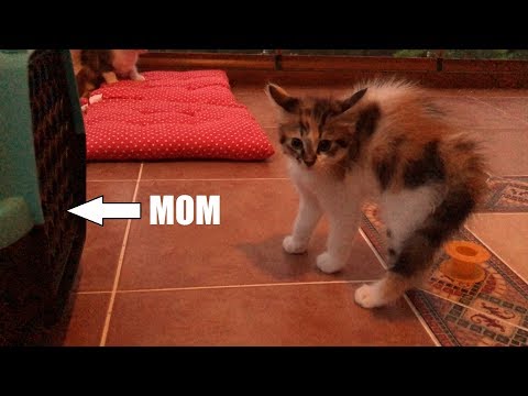 Kittens Almost Didn't Recognize The Mother Cat After Her Clinic Visit! Video