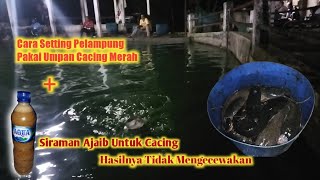 Download lagu Cara seting pelampung umpan cacing merah mp3