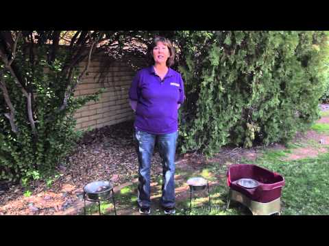 How to Keep a Dog From Turning Over the Food Dish : Dog Behavior & Training