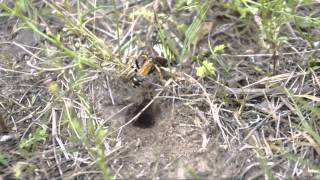 preview picture of video 'Wasp vs wasp spider'
