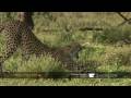 Cheetah Kills Wildebeest Calf