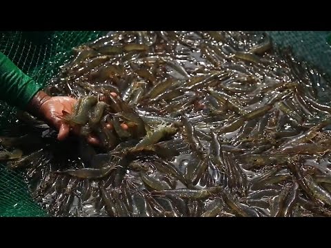 Profitable Shrimp Farming - Part 2 | TatehTV Episode 14 Video
