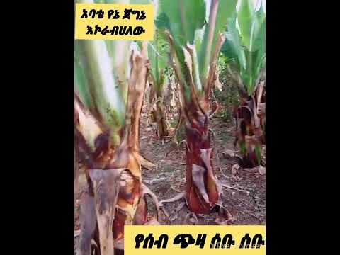 የትጨነሁወ የትራቅህወ ቃያቤተና ጉራጌው ሰበና