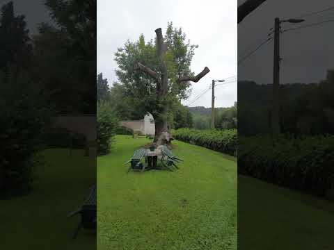 Vidéo