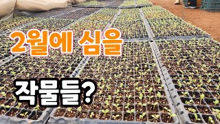 2월부터 3월에 심을 작물은?