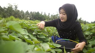 Download lagu In Gombalin, a beautiful village girl, Anggi, makes her village fertile mp3