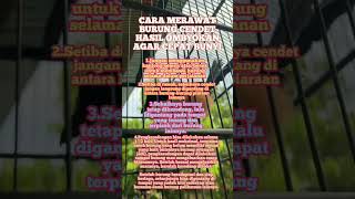 Download lagu cara merawat burung cendet ombyokan,agar cepat bunyi #shorts #kicaumania #muraibatu #cendetgacor mp3