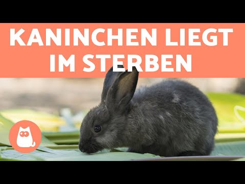 , title : '5 Zeichen, dass euer Kaninchen stirbt'