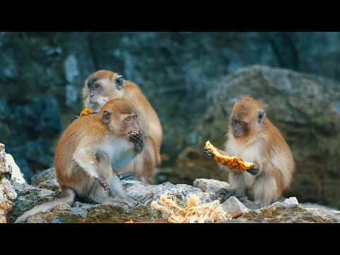 XRat x MobBeatz - Muson