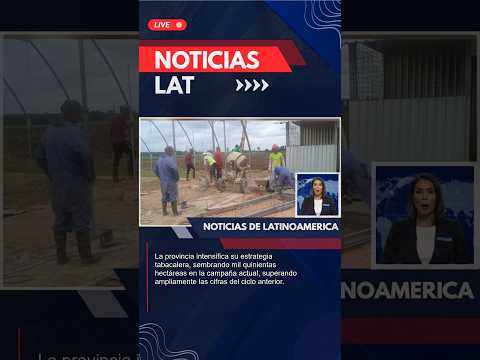 Tabaco en Ciego de Ávila: ¡Crecimiento Récord!
