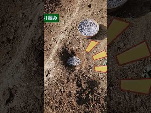 ジャガイモを育てる ホールカットを植える 全ての部分に目を向ける