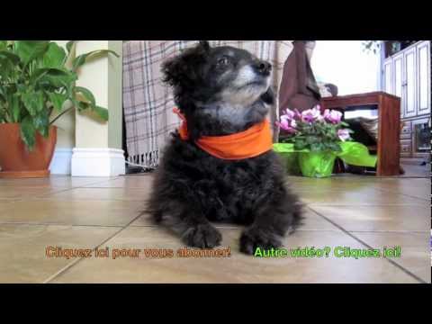 comment renforcer les liens avec son chien