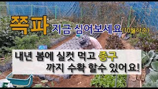 쪽파 지금 심어보세요 내년 봄에 실컷 먹고 종구까지 수확 할수 있어요! #쪽파심는 시기 #종구용 쪽파 #월동…