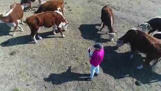 Please help-Name a cow and become her guardian angel
