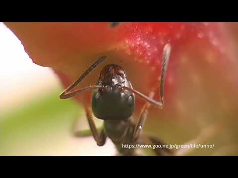 イタドリの傭兵、アリ