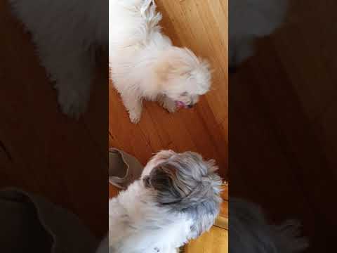 Funny  dog  Nazi & money 😁😁😘