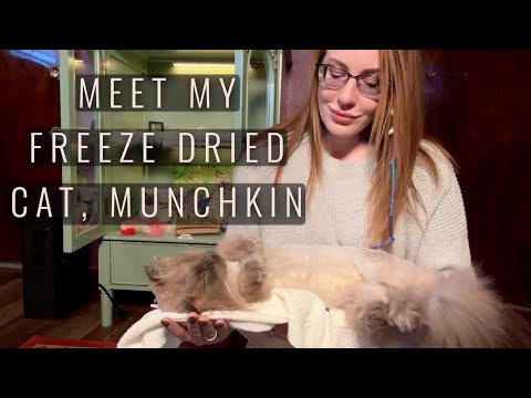 Hello, Meet My Freeze Dried Cat, Munchkin.