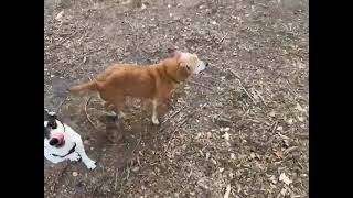 Video preview image #1 Dachshund-Unknown Mix Puppy For Sale in San Antonio, TX, USA