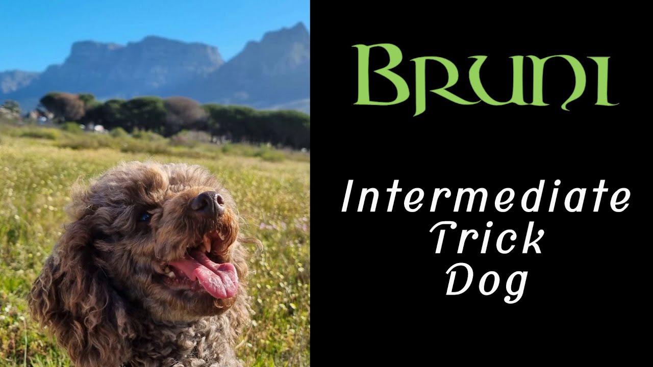 Bruni - Intermediate Trick Dog