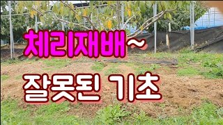 체리농사~성공하자