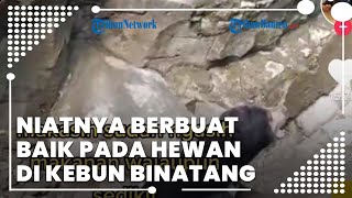 Lempar Makanan ke Beruang Kelaparan di Kebun Binatang & Videonya Viral, Pengunggah Malah Dikecam