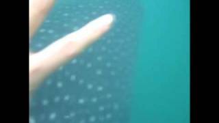 preview picture of video 'Swimming with whale sharks _  Donsol Philippines _ Final'