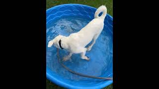Video preview image #1 Great Pyrenees Puppy For Sale in Spring, TX, USA