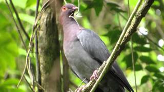 SCALY-NAPED PIGEON (Patagioneas squamosa)