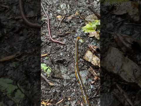 Leech eat worm, from k.tsujipon (instagram) #wildlife #nature