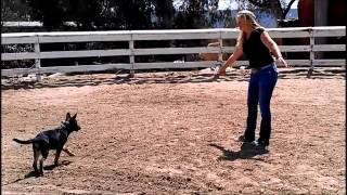 German Shepherd Puppy Lunge Whip Game