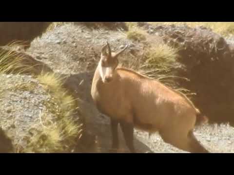 Chamois hunting nz 2018 (short clip)