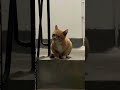 The Orange Cat Meowing Loudly Cat Shorts