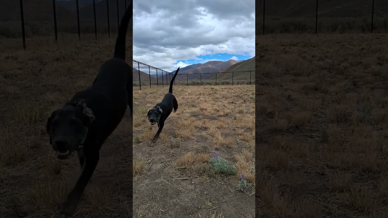 Enlarge Rocky, a Adoptable Mixed Breed in Hailey, ID video 6/6