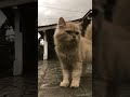 Aslan Vs Mokka Persia Flat Nose Yang Gagah Viral Kucingpersia Flatnose Imut Lucu Gagah