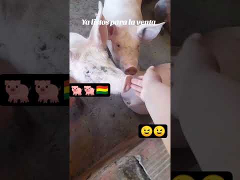 presto chuquisaca bolivia granja porcina Martinez