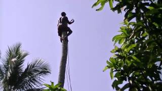 preview picture of video 'Felling Coconut Trees for Roofing Beams. Premlanka Hotel, Sri Lanka.'