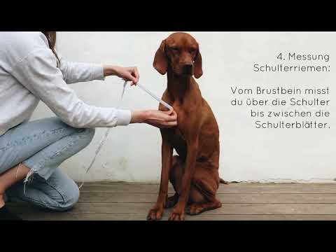 Messanleitung Hundegeschirr