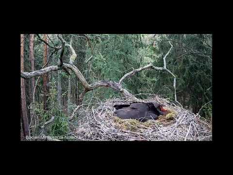 Witam kłucie się 1 małego bociany czarne